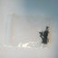 APPLE MacBook Air 13" Early 2015 A1466 1.6GHZ i5 COMPLETE SCREWS SET